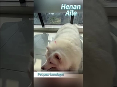 Πώς να бинτάρεις το πόδι του κατοικίδιού σου;